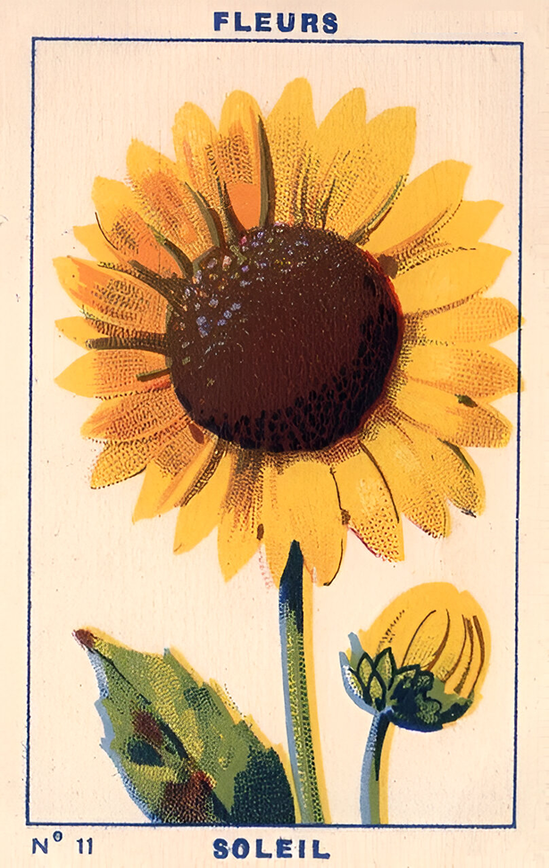 Hello Sunshine - Sunflower Sticker